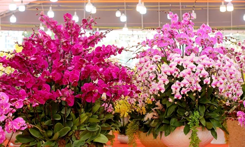 Lan Hồ Điệp – Nữ hoàng của các loài hoa lan chơi Tết