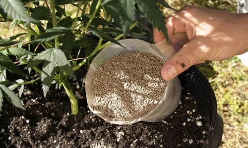 10-10-10 là tỉ lệ độc đáo bón phân cây cảnh