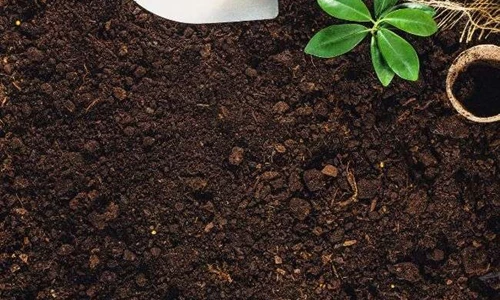 Phương pháp quản lý chất lượng đất cho cây cảnh