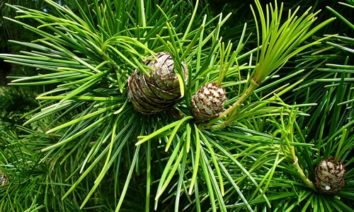 Tổng quan về cây cảnh lá kim