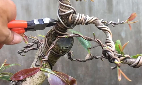 Tổng quan về kỹ thuật nối dây định hình trong cây cảnh