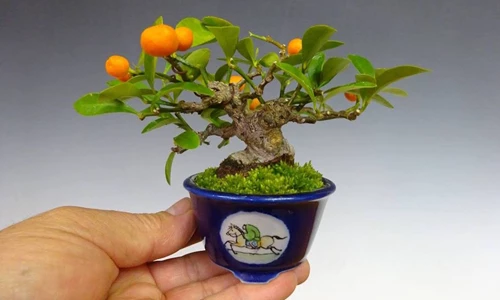 Bonsai Shohin - Nghệ thuật cây cảnh thu nhỏ độc đáo Nhật Bản