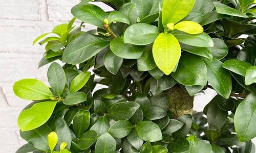 Hướng dẫn kỹ năng tạo hình lá cây cảnh