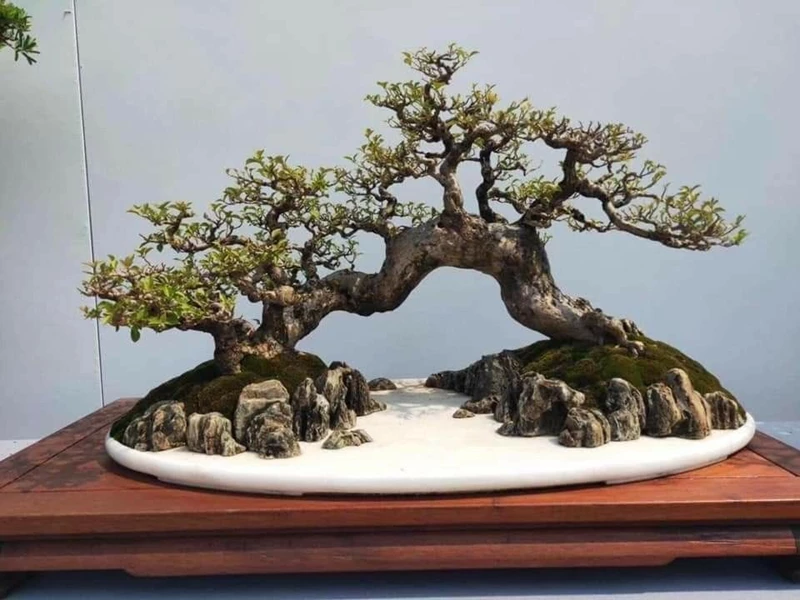 Nghệ thuật cây cảnh với dáng cầu độc đáo