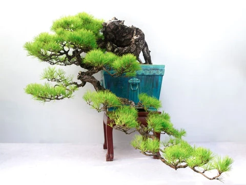 Nguyên tắc tạo hình kiểu dáng đổ cho cây cảnh