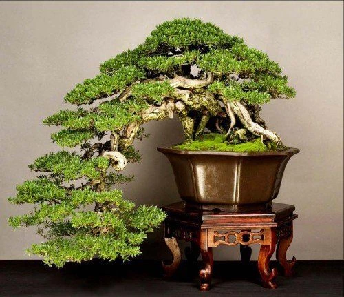 Những kiểu dáng dễ nhầm lẫn trong nghệ thuật cây cảnh