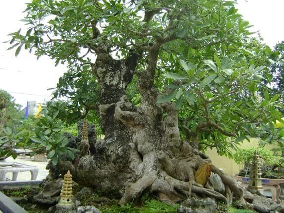 Bonsai dáng lão – Biểu tượng của thời gian và trí tuệ