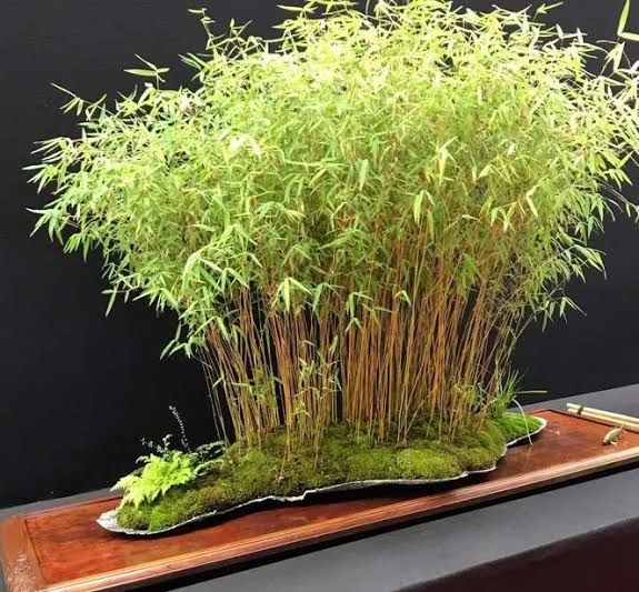 Những dáng thế phù hợp với bonsai tre