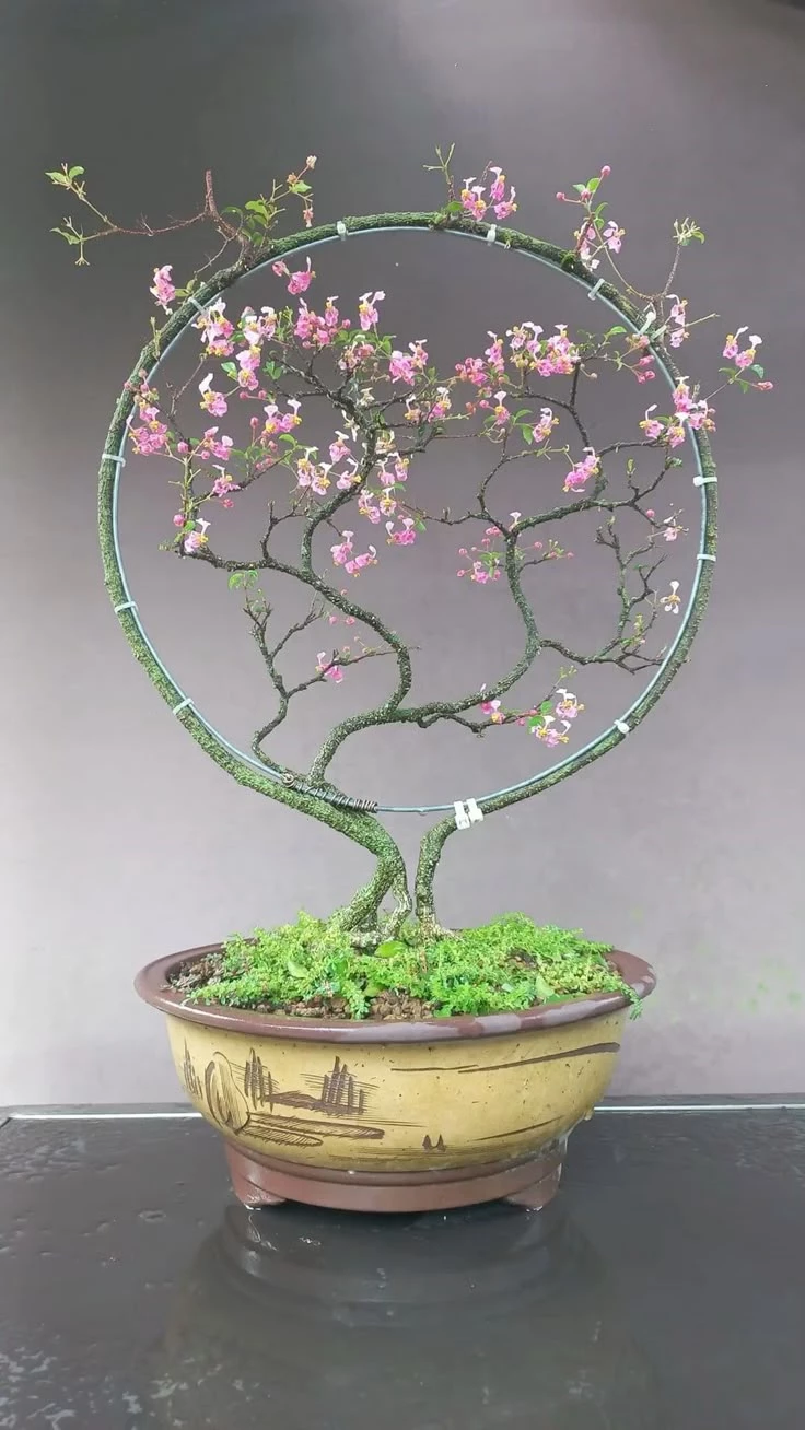 Mãn nhãn dáng cổ nguyệt bonsai nhìn là mê