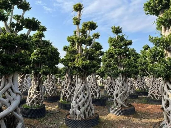 Độc lạ 1-0-2 bonsai đan rễ dạng lồng hiếm có