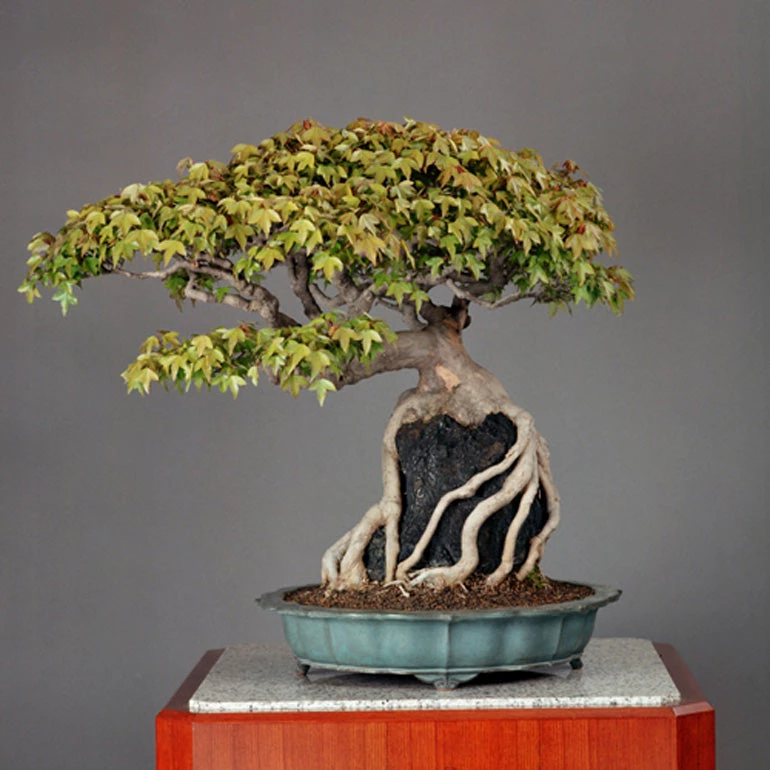 Dáng bonsai rễ ôm đá: Chiêm nghiệm triết lý thiền định