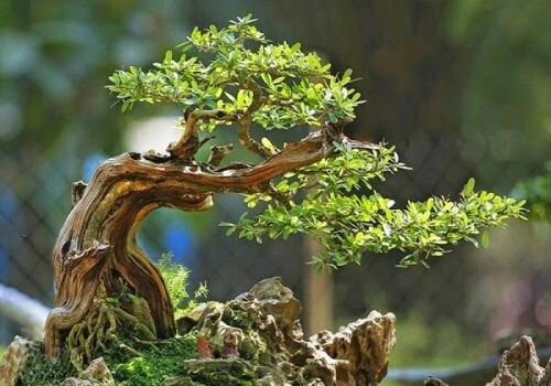 Bonsai dáng thú - Liên tưởng con vật thú vị, độc đáo