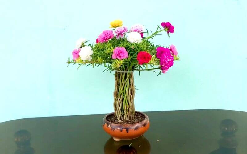 Cách uốn hoa mười giờ cơ bản cho người mới bắt đầu