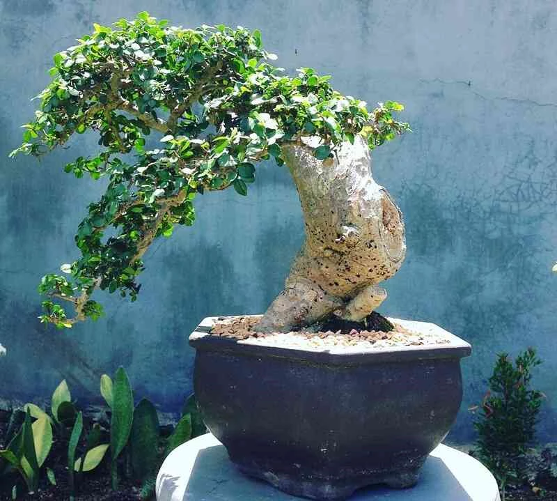 Tổng hợp kiểu dáng cây duối cơ bản dễ làm