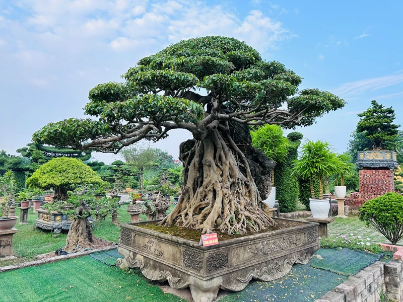 Sanh cổ - Bonsai vô giá chưa bao giờ hết hot
