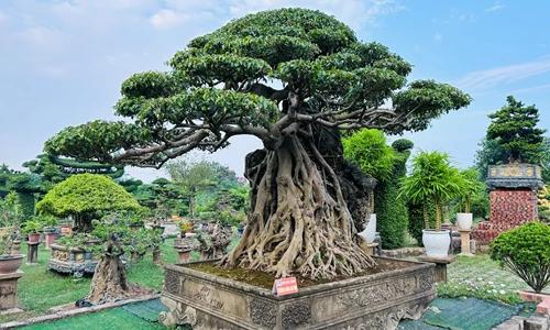 Sanh cổ - Bonsai vô giá chưa bao giờ hết hot
