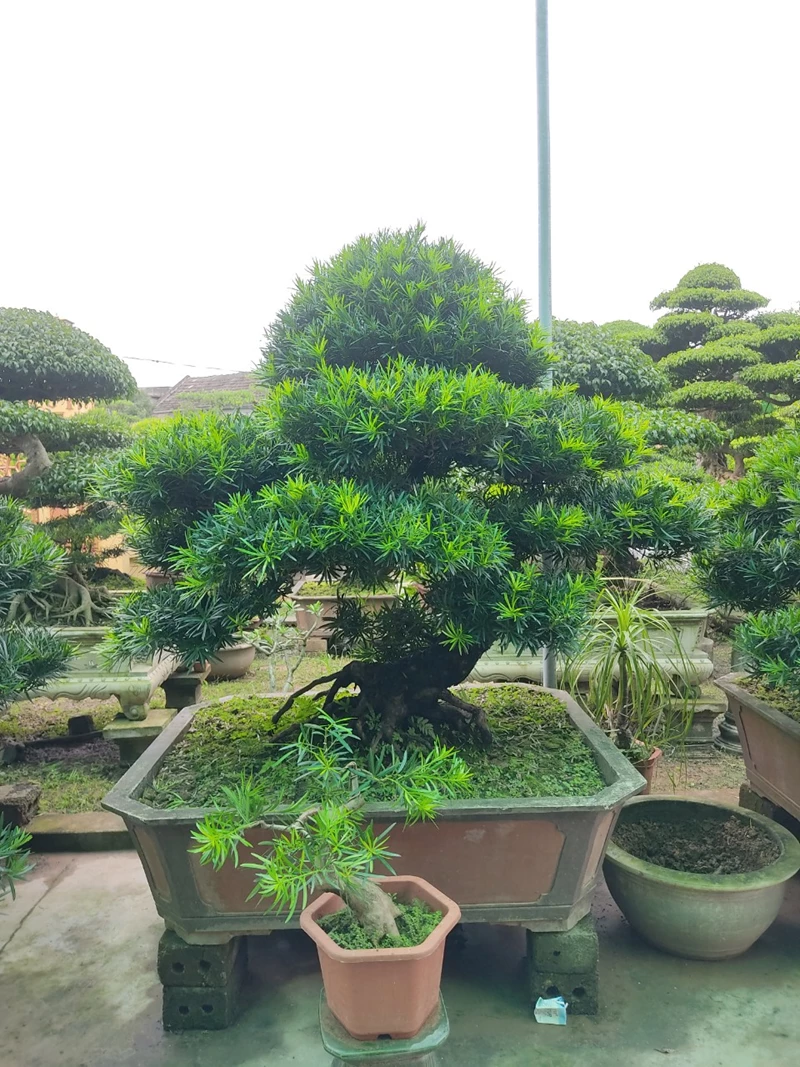 Kiểu dáng phù hợp với Tùng La Hán mà bạn không thể bỏ lỡ