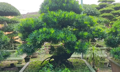 Kiểu dáng phù hợp với Tùng La Hán mà bạn không thể bỏ lỡ