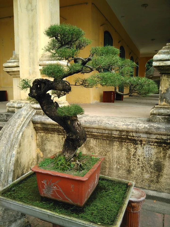 Cách tạo cây phi lao dáng văn nhân nhẹ nhàng, mềm mại