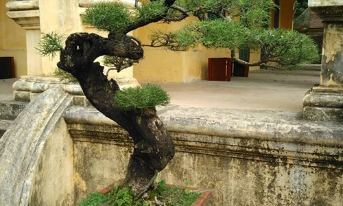 Cách tạo cây phi lao dáng văn nhân nhẹ nhàng, mềm mại