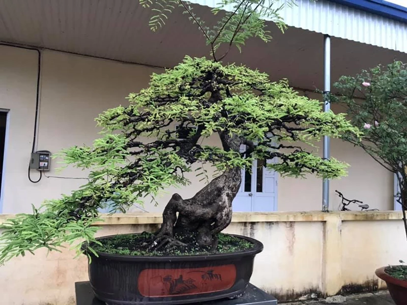 Kiểu dáng cơ bản bonsai me dành người bắt đầu