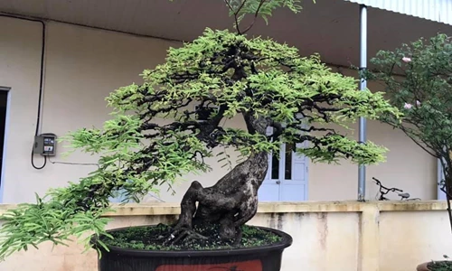 Kiểu dáng cơ bản bonsai me dành người bắt đầu
