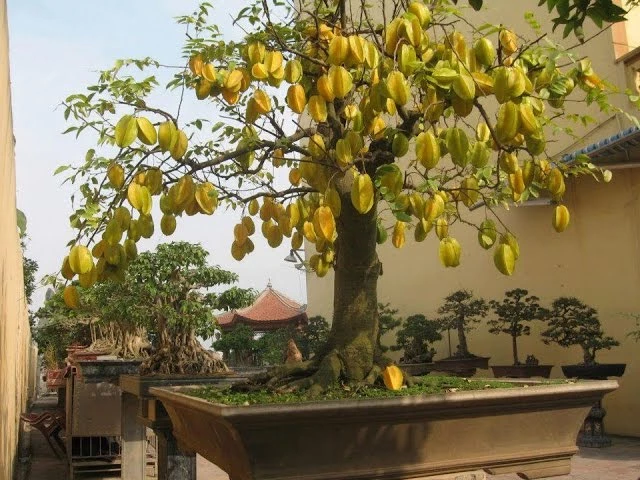 Khế - Bonsai "Ăn quả trả vàng" quen thuộc gắn liền tuổi thơ