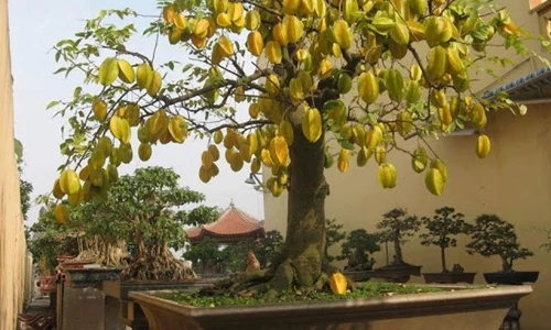 Khế - Bonsai "Ăn quả trả vàng" quen thuộc gắn liền tuổi thơ