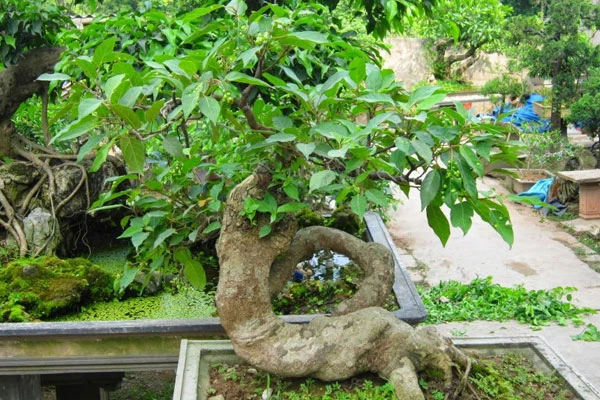 Làm thế nào để cây ra nhánh mới nhanh chóng