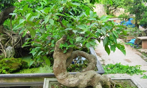 Làm thế nào để cây ra nhánh mới nhanh chóng