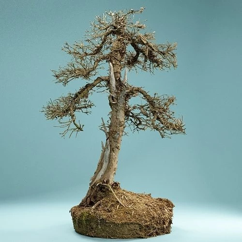 Cách tái chế cây bonsai đã chết