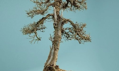 Cách tái chế cây bonsai đã chết