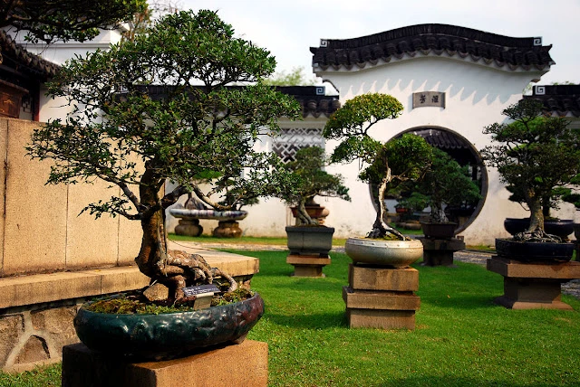 Khám phá lịch sử và sự phát triển của bonsai Singapore