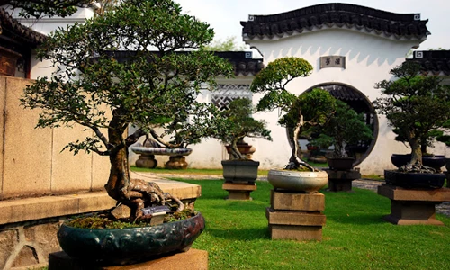 Khám phá lịch sử và sự phát triển của bonsai Singapore