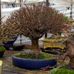 Bỏ túi 10 bước giâm cành bonsai dễ thành công