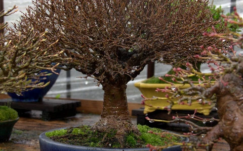 Bỏ túi 10 bước giâm cành bonsai dễ thành công