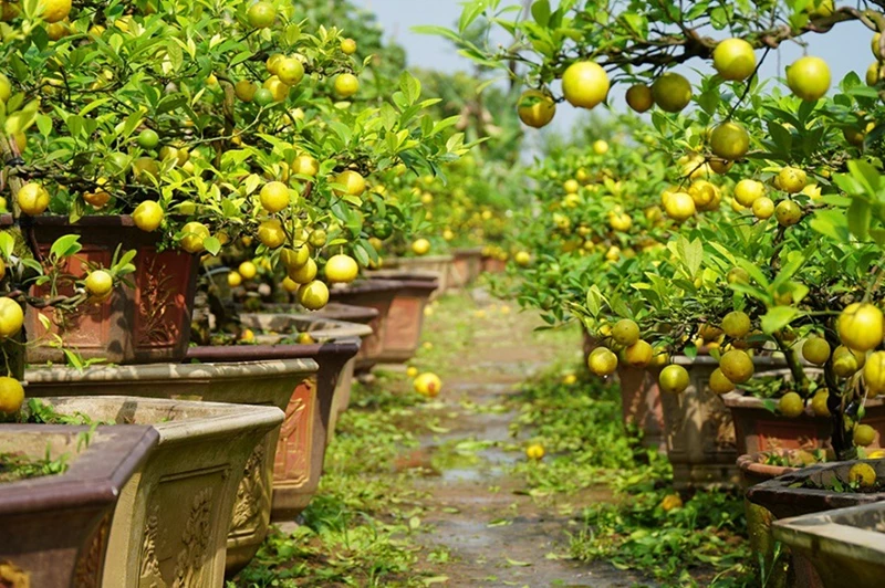 7 bước cơ bản trồng bonsai chanh vàng thành công