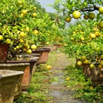 7 bước cơ bản trồng bonsai chanh vàng thành công