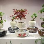 Bonsai "bay" - Độc lạ cây lơ lửng trên không nhờ từ tính công nghệ