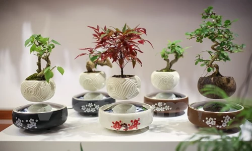 Bonsai "bay" - Độc lạ cây lơ lửng trên không nhờ từ tính công nghệ