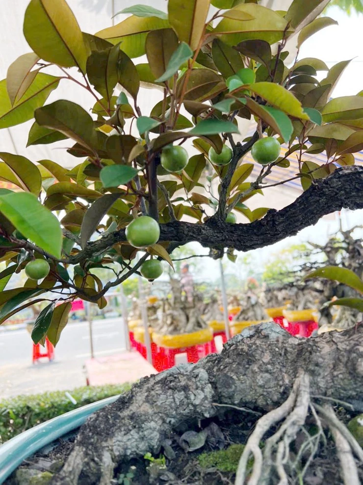 Cây vú sữa bonsai – Vẻ đẹp dáng ngọc trong làng cây cảnh