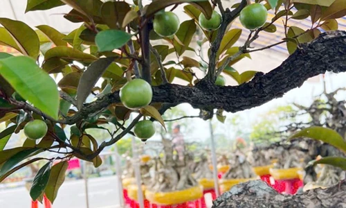 Cây vú sữa bonsai – Vẻ đẹp dáng ngọc trong làng cây cảnh