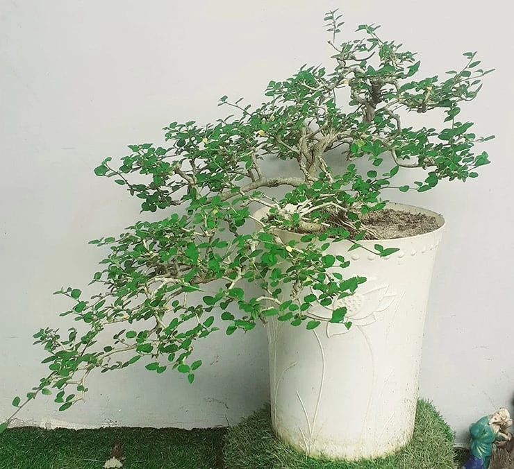 Phương pháp hô biến cây dại thành bonsai thành công