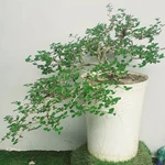 Phương pháp hô biến cây dại thành bonsai thành công