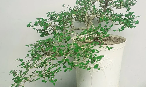 Phương pháp hô biến cây dại thành bonsai thành công