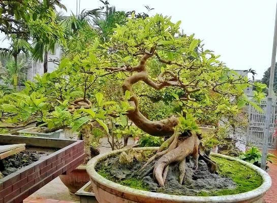 Trồng cây ổi bonsai – Bí quyết để có tác phẩm nghệ thuật xanh trong vườn