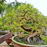 Trồng cây ổi bonsai – Bí quyết để có tác phẩm nghệ thuật xanh trong vườn