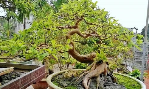 Trồng cây ổi bonsai – Bí quyết để có tác phẩm nghệ thuật xanh trong vườn