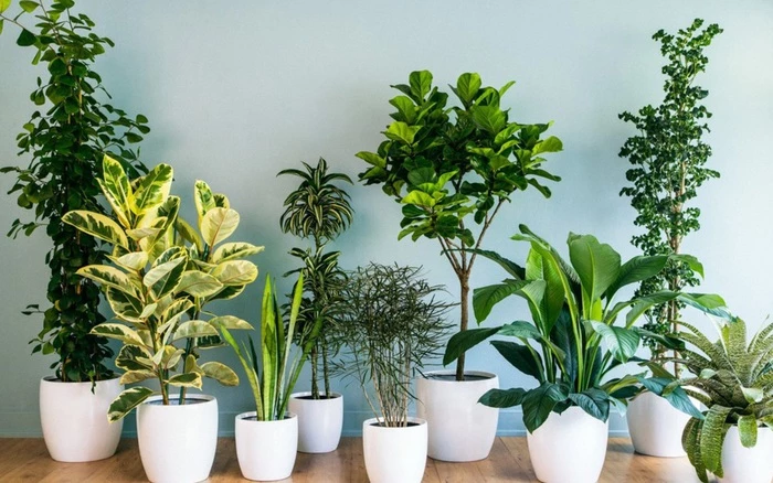 Những loại cây nghe tên đã thấy giàu, rước lộc vào nhà