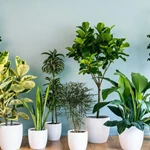 Những loại cây nghe tên đã thấy giàu, rước lộc vào nhà